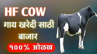 @kadamagro अकलूज गाय बाजार / सोमवार HF COW MARKET AKLUJ / DEARIFARM