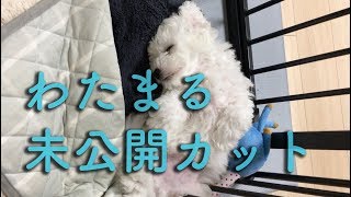 ビションフリーゼの子犬わたまる生誕4ヶ月記念！未公開カット有りのモフモフ動画