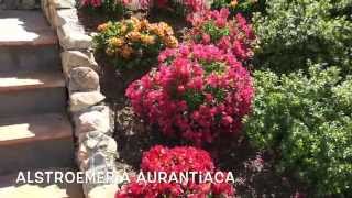 Alstroemeria aurantiaca. Garden Center online Costa Brava - Girona.