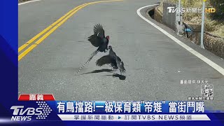 有鳥擋路!一級保育類「帝雉」 當街鬥嘴｜TVBS新聞