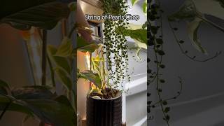 String of Pearls Chop #shorts #plants #houseplants #propagation #stringofpearls