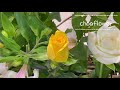 부활성전꽃꽂이 영상 easter flower arrangement 复活节插花