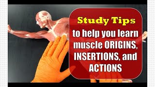 Study Tips for Muscle Origins, Insertions, and Actions