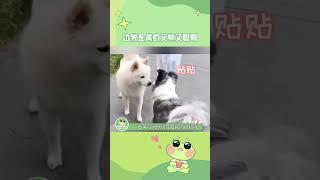 边牧：先不溜你了，给它能的！#万万没想到 #狗狗 #边牧#shorts