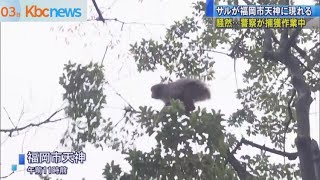 サル１匹が福岡市天神に現れ騒然…警察が捕獲作業