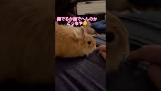 撫でるか撫でないかで駆け引きをするうさぎと飼い主 #うさぎ #ウサギ #ネザーランドドワーフ #rabbit #animals #short #shorts