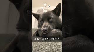 【甲斐犬】ちっちゃな幸せ。甲斐犬いちご🍓