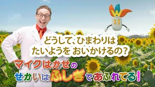 マイクはかせのせかいはふしぎであふれてる！第８話：「ひまわり」- どうして、ひまわりは たいようを おいかけるの？