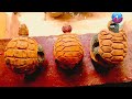 පොල් ගෙඩියෙන් සාදන ලද නිර්මාණ animal srilanka craft woodworking photography clay elephant