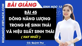 Dòng năng lượng trong hệ sinh thái và hiệu suất sinh thái - Bài 45 - Sinh học 12 (HAY NHẤT)