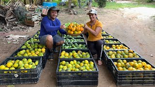 The best tangerines on the market produced on my farm, helping my husband with the harvest of the...