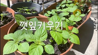 [식물로그] 집에서 깻잎 키우기 (파종부터 손바닥보다 큰 깻잎 까지!!)