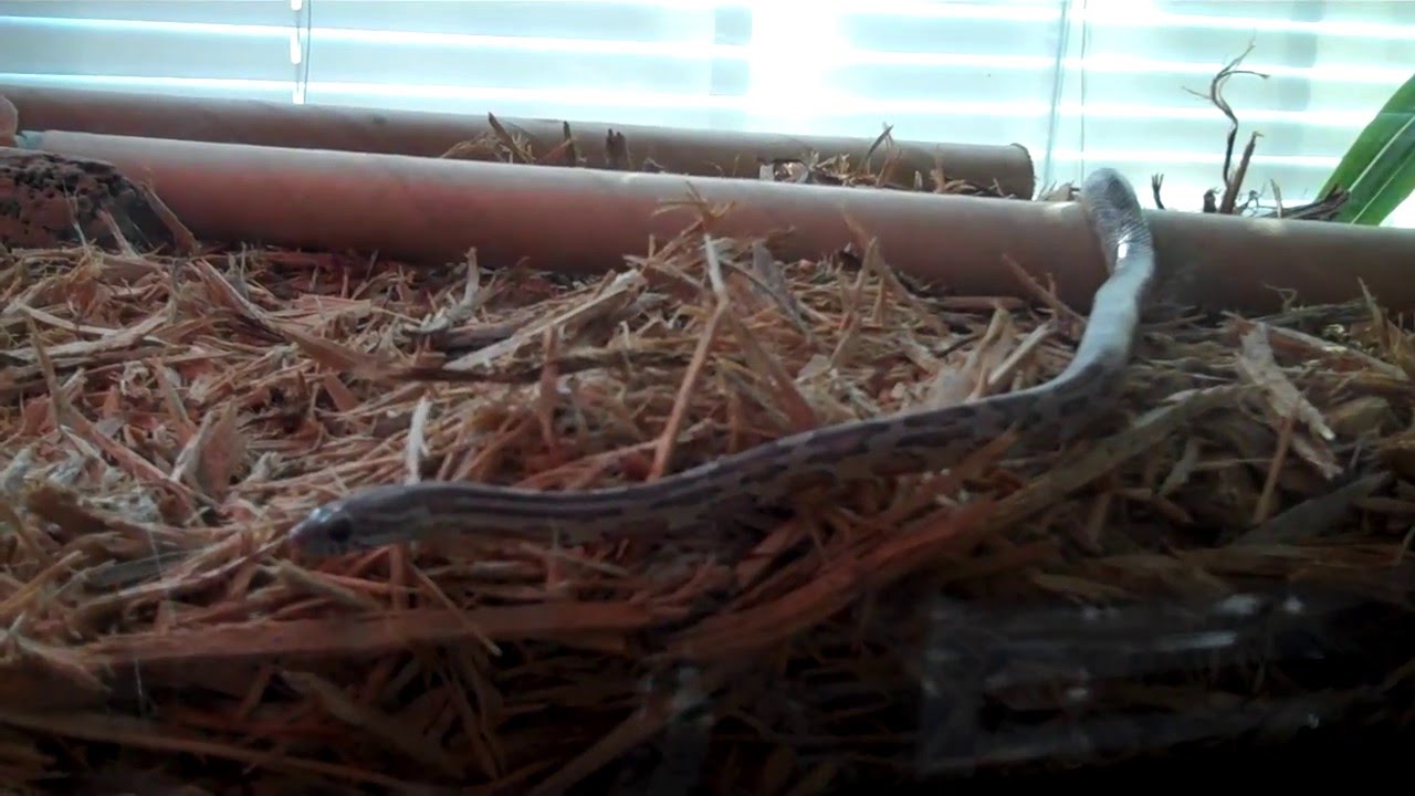 Snake Feeding Youtube