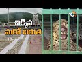 live cctv footage టీటీడీ బోనులో చిక్కిన మరో చిరుత one more leopard trapped in cage tirumala