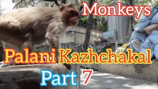 PALANI TEMPLE KAAZHCHAKAL  PART 7 #palaniguide