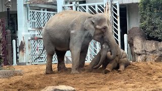 ママにはむはむされて嬉しいアルンくん♪【‎2022年】【上野動物園】【未公開編】