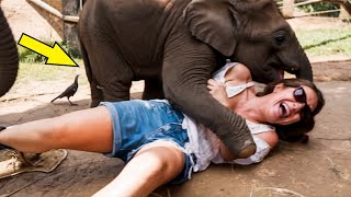 An elephant attacked a woman?! Incredible story!