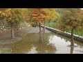 108年1月4日（週五）台中市后里區泰安國小旁『落羽松秘境』！🍁🌲🍁🌳