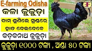 Kadaknath Chicken Farming in Odisha || କଡକନାଥ କୁକୁଡ଼ା ।