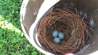 Gilbertson PVC Bluebird Box with Eggs