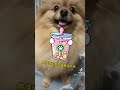 【布丁甜甜】意外養了一隻狗？布丁原來是這樣來的！ shorts 2023shorts dog pomeranian