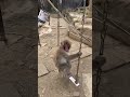 【高尾山さる園】ブランコ好きなヤマトくん【snow monkey】 snowmonkey monkey japanesemacaque