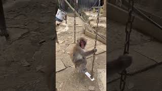 【高尾山さる園】ブランコ好きなヤマトくん【SNOW MONKEY】 #snowmonkey #monkey #japanesemacaque