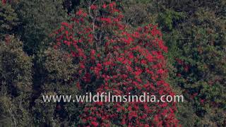 Rhododendron arboreum in full bloom at a Wildfilmsindia protected forest