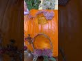 pumpkin fairy house 🧚🏻 nature pumpkincarving halloween pumpkins sustainableliving reuse