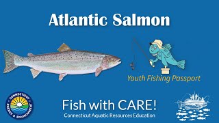 Catching Atlantic Salmon - CT Youth Fishing Passport