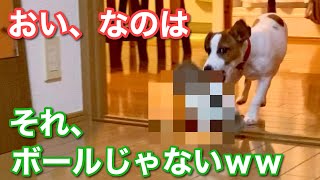 ボール遊びしていた子犬が最後に違う物持ってきたｗｗ　ジャックラッセルテリア【なのは】