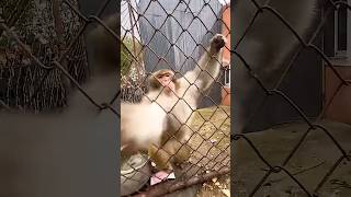 When Monkeys Get Mad! 🐒 🙊