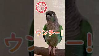 ウ○チしたことを報告するインコ#25 #ウロコインコ #インコ #conure #おしゃべりインコ #うんち #快便 #閲覧注意 #おもしろ #かわいい #birds #鳥 #朝