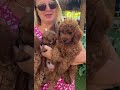 F1B Cavapoo Puppies - Riggs, Rhett and Crew. The three amigos.