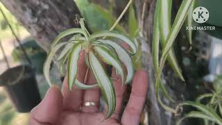 ต้น เศรษฐีเรือนใน Spider plant #Australia