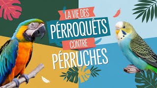 Perroquets vs Perruches: Comment sont-ils différents?