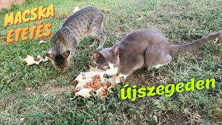 Macska etetés Újszegeden 😺😺 Cat feeding in Újszeged