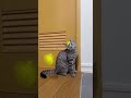 Descoberta da noite: BRINQUEDO INTERATIVO PARA O SEU 🐈#shopee #cattoy #gato #brinquedoparagatos