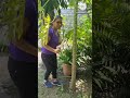 Como capar un árbol de Papayas para evitar caída de flores 100% EFECTIVO