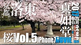 京都の桜 5 真如堂