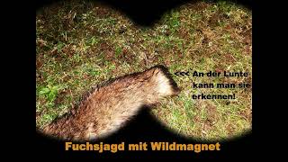 Fuchsjagd mit Wildmagnet