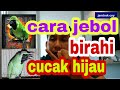 cara jebol birahi cucak hijau biar gacor