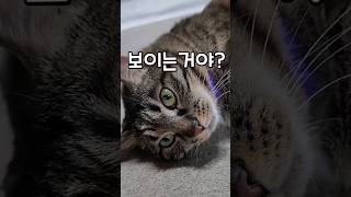 고양이한테 이게 원래 보이는 건가요?#shorts #cat #고양이