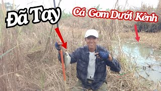 Gặp Trúng Bầy Thác Lác Ục Dưới Kênh ,Nó Mà Chịu Ăn Là Lo Canh Phao Mà Dựt