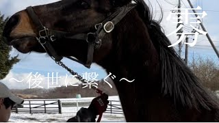 【繁殖牝馬】　ルチェカリーナの母が登場☘️☘️〜アンリミテッドピサ〜