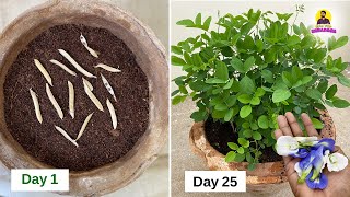 How to Grow Aparajita / Blue Pea Plant from Seeds / కుండీలలో శంకు పూల మొక్కని ఇలా పెంచుకొండి