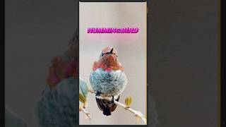 A Happy Hummingbird Flew By My Head. I own 100% rights to DownBurst Media \u0026 this song. #hummingbird