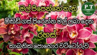 මල් පිපෙන්නෙ නැති ඕකිඩ් ගස් මල්බර කරන රහස් කාබනික පොහොර මිශ්‍රණය - how to make orchids fertilizer.