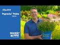 How to Plant Poprocks® Petite Spirea