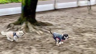 元犬見知りがドッグランで駆け回る様子がこちら！チワワ×ミニピンのミックス犬の子犬チワピン